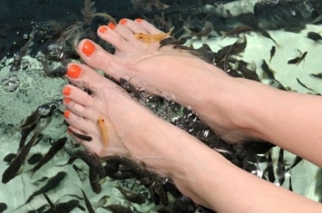 Fish Spa massages in de buurt of omgeving van Wercheren Fish Spa massages in de buurt of omgeving van Wercheren